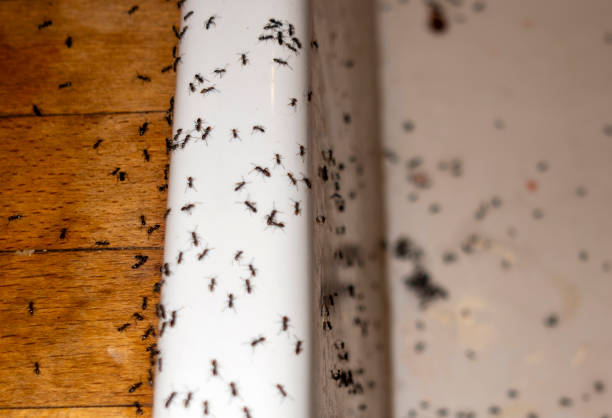 Best Mosquito Control Services  in New Cassel, NY
