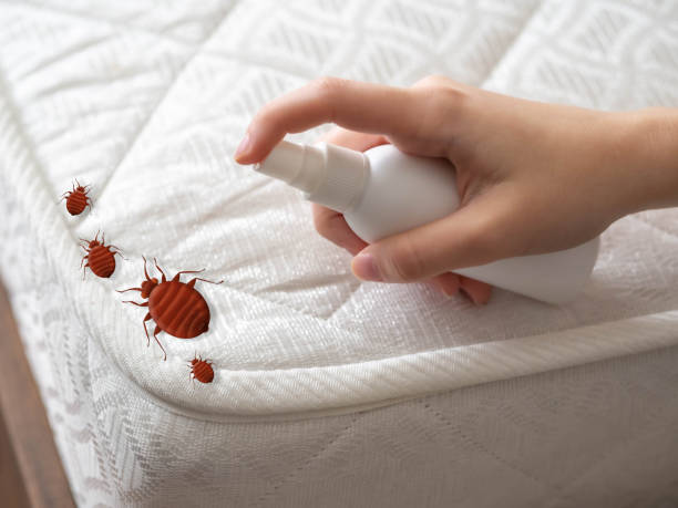 Best Bed Bug Extermination  in New Cassel, NY
