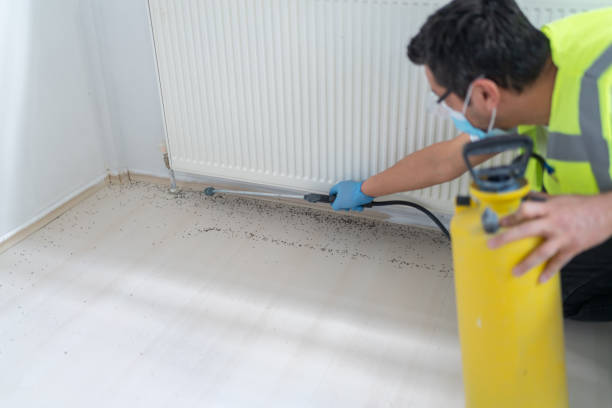 Best Ant Control Services  in New Cassel, NY